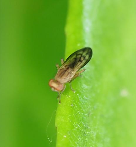 Opomyza petrei